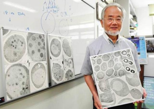 大隅良典|日本凭什么连续20年每年获得一个诺奖？看看大隅良典的传奇人生