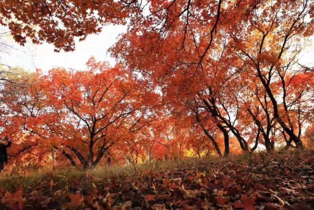 烏旦塔拉五角楓什麼時候紅起來?