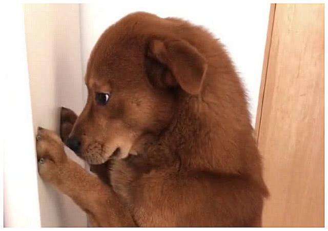 狗子害怕主人的惩罚有多种,我的体会则是狗子最怕被抛弃