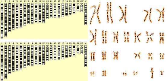 人类进化|人类进化到现在，还有哪些地方可以继续进化？