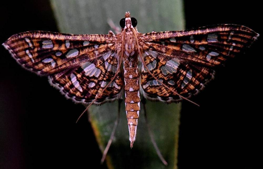 人类进化|人类进化到现在，还有哪些地方可以继续进化？