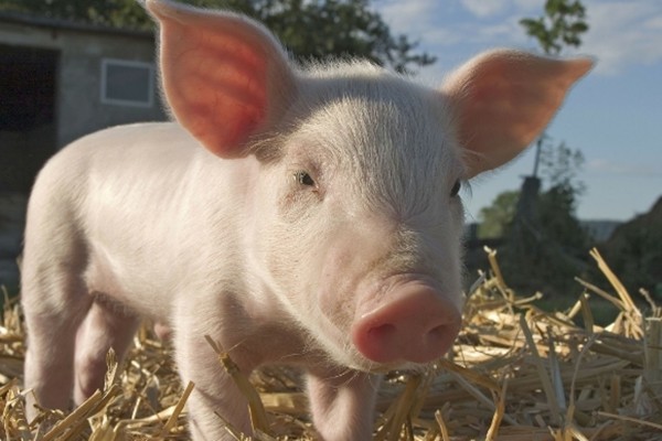 生肖猪12月即将到来要多留个心眼是你人生最大的转折点