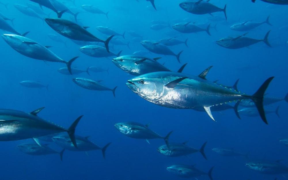 虎鲸|虎鲸报复性攻击人类？西班牙发布航行禁令