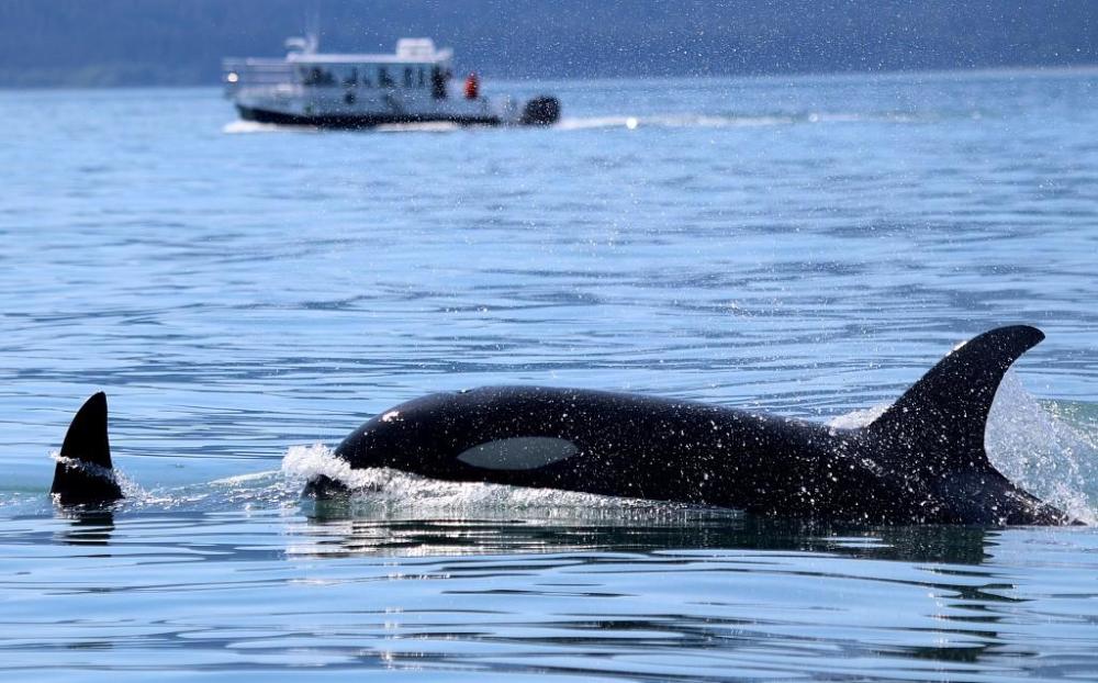 虎鲸|虎鲸报复性攻击人类？西班牙发布航行禁令