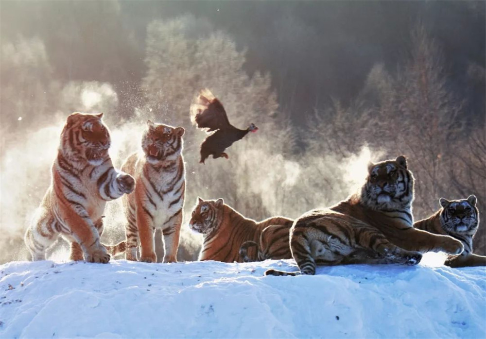 东北虎下山:1只趴路上拦车,1只看到车拔腿就跑,1只还冲车笑_腾讯新闻