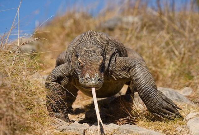 科莫多巨蜥|新研究，科莫多巨蜥野外种群已缩到大约4000只，又要灭绝了？
