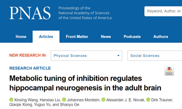 纽约州立大学石溪分校|PNAS：成年哺乳动物海马新生神经元网络调控机制