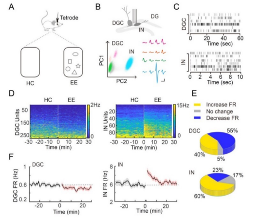 纽约州立大学石溪分校|PNAS：成年哺乳动物海马新生神经元网络调控机制