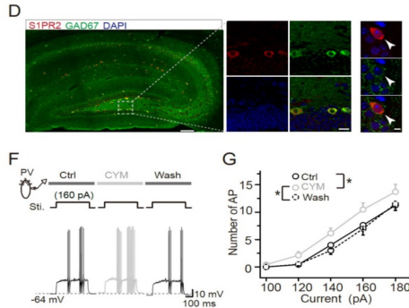 纽约州立大学石溪分校|PNAS：成年哺乳动物海马新生神经元网络调控机制