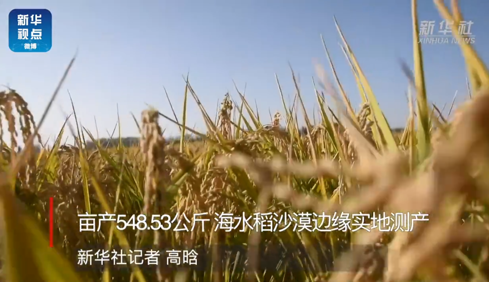 耐盐碱水稻|厉害了！袁隆平团队研发耐盐碱水稻，亩产548.53公斤