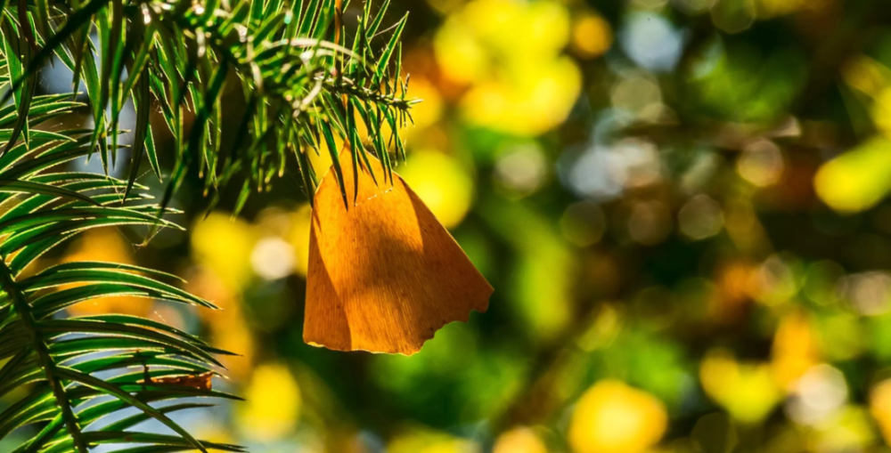 莲花书院|仄仄平平 换了萧疏人世