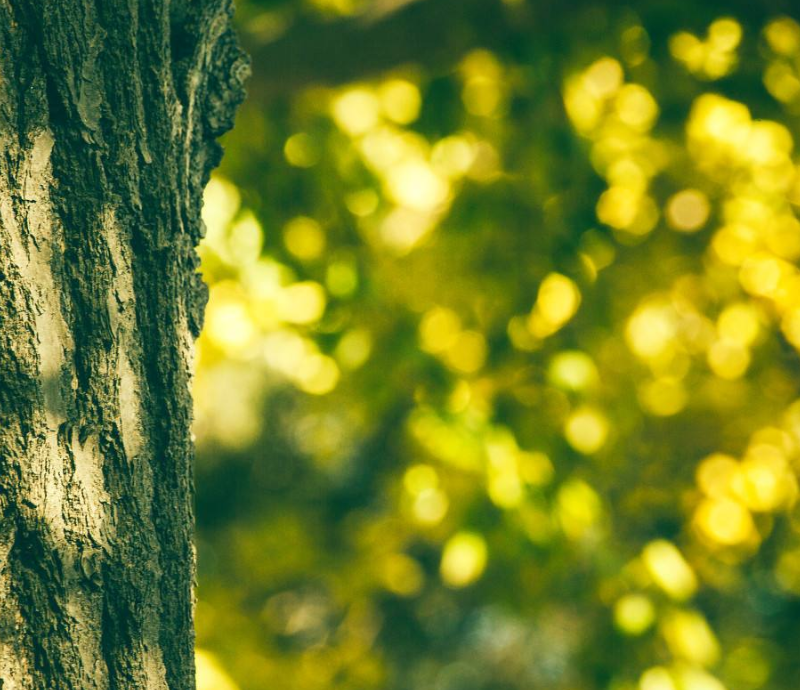莲花书院|仄仄平平 换了萧疏人世