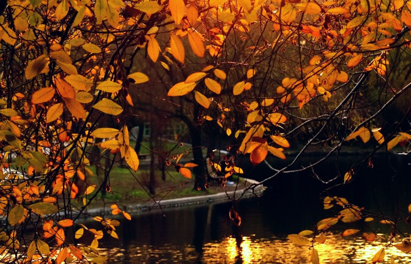莲花书院|仄仄平平 换了萧疏人世
