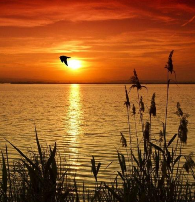 莲花书院|仄仄平平 换了萧疏人世