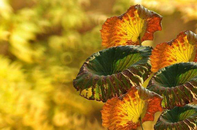 莲花书院|仄仄平平 换了萧疏人世