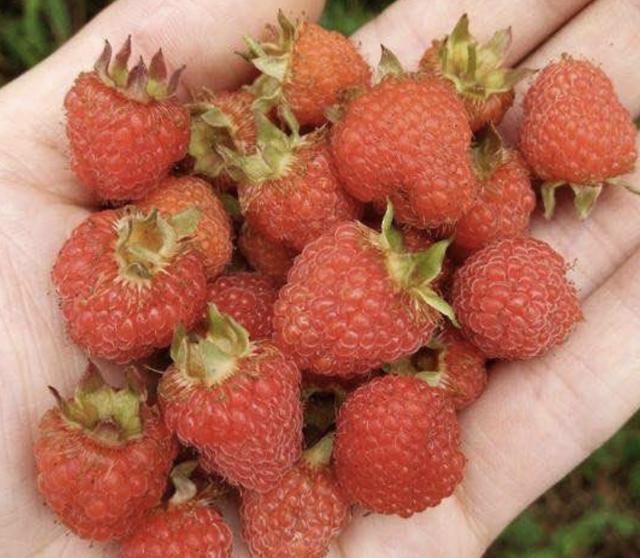 珍奇的1种野果以往将它称为山莓在山上有不少珍贵