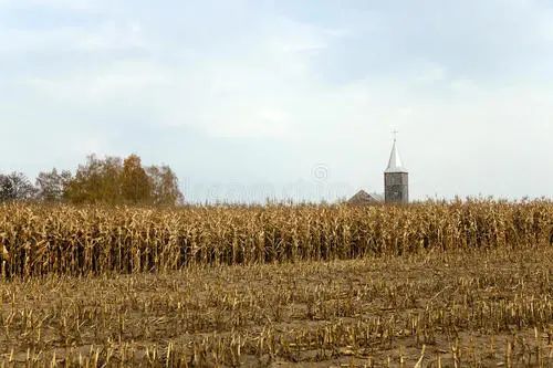 玉米|【农技】玉米收获后，不扒皮存放能否增加产量？看看老农怎么说！