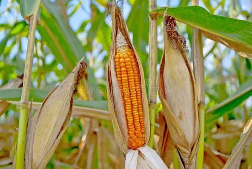 玉米|【农技】玉米收获后，不扒皮存放能否增加产量？看看老农怎么说！