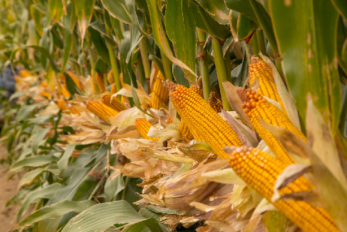 玉米|1663.25公斤！新纪录！我国玉米亩产再创新高！