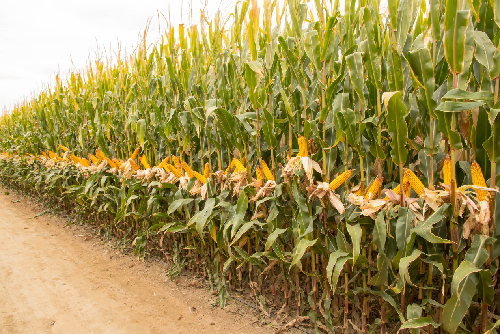 玉米|1663.25公斤！新纪录！我国玉米亩产再创新高！