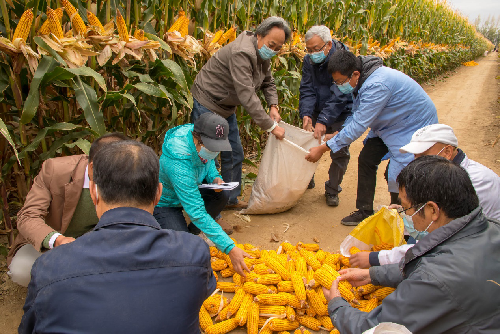 玉米|1663.25公斤！新纪录！我国玉米亩产再创新高！