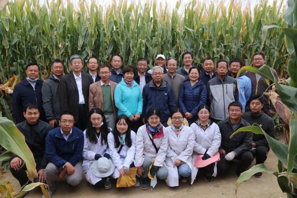 玉米|1663.25公斤！新纪录！我国玉米亩产再创新高！