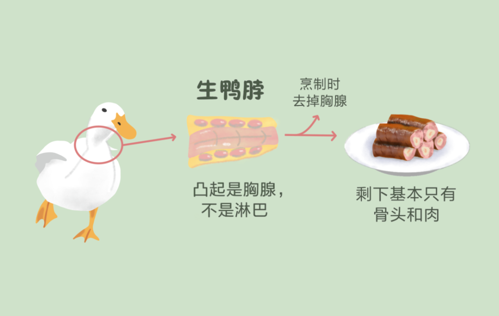 谣言:鸭脖上布满了鸭子的淋巴,时细菌和病毒的聚集地,吃多容易得淋巴