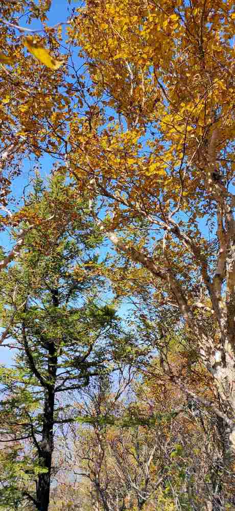 四马台|房山区四马台白草畔大美秋色