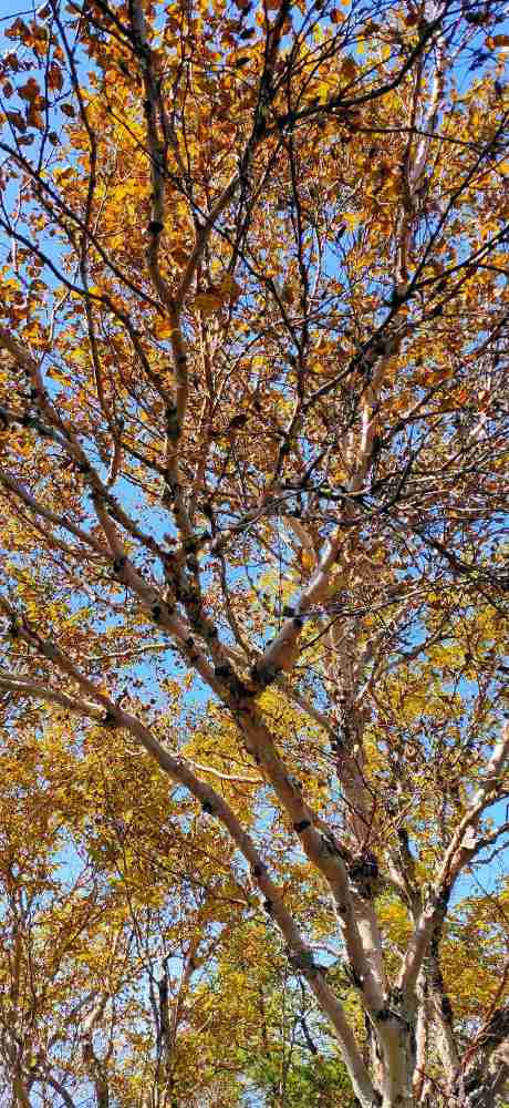 四马台|房山区四马台白草畔大美秋色