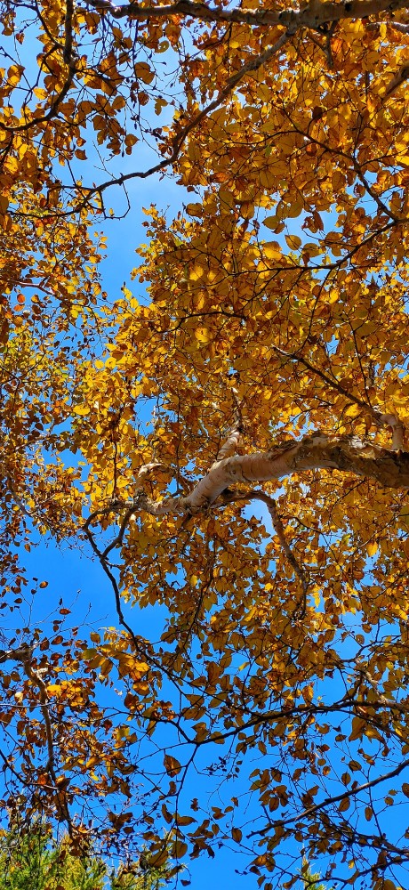 四马台|房山区四马台白草畔大美秋色