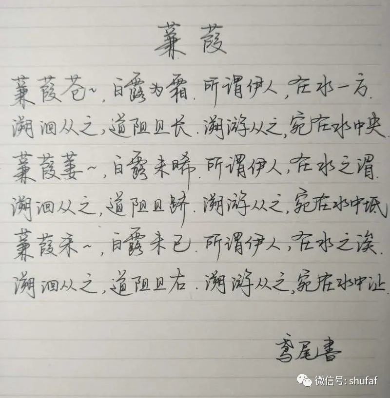 诗经《蒹葭》硬笔书法作品欣赏