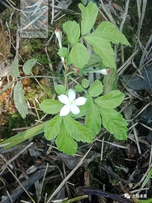 矮陀陀來源產地為楝科植物雲南地黃連的全株.