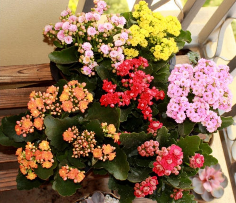 10月养长寿花 注意4件事不能做 否则花期难开花 腾讯新闻