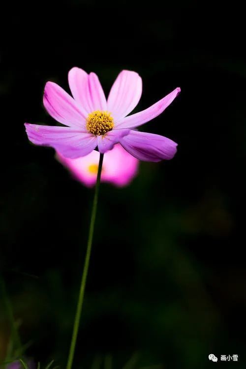 雾霾|一朵美丽的波斯菊 画出好心情！