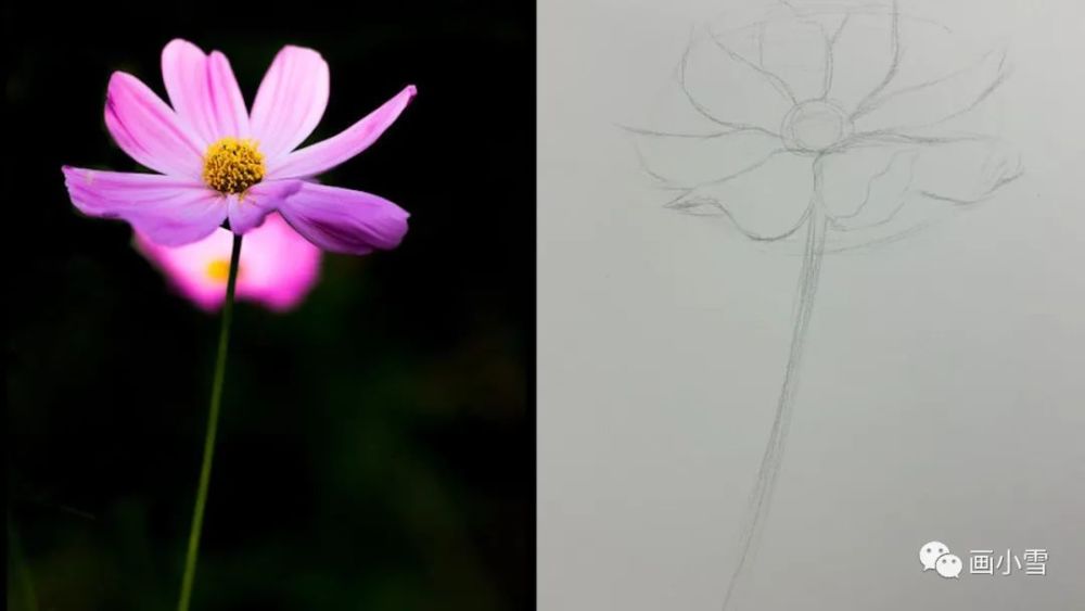 雾霾|一朵美丽的波斯菊 画出好心情！