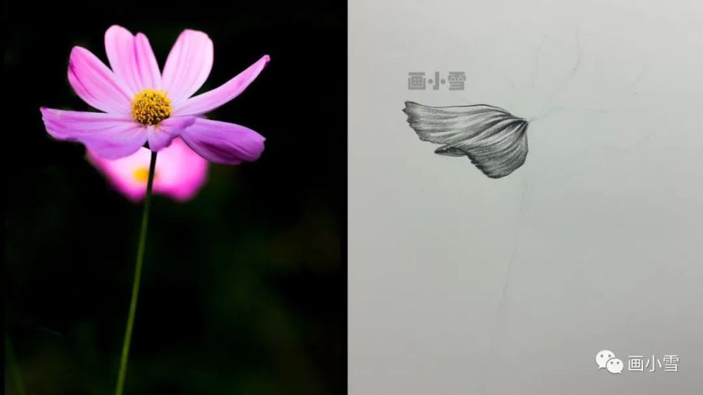 雾霾|一朵美丽的波斯菊 画出好心情！