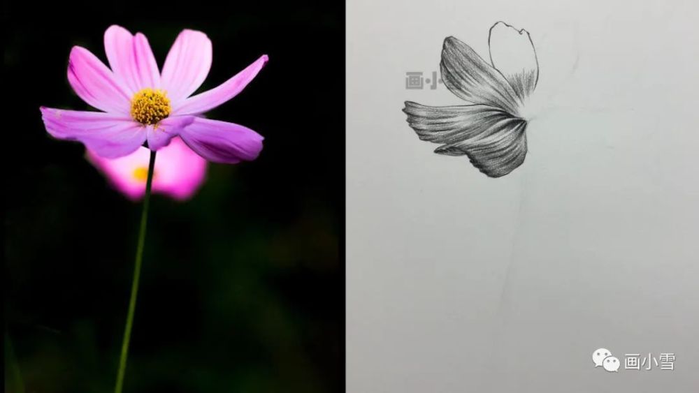 雾霾|一朵美丽的波斯菊 画出好心情！