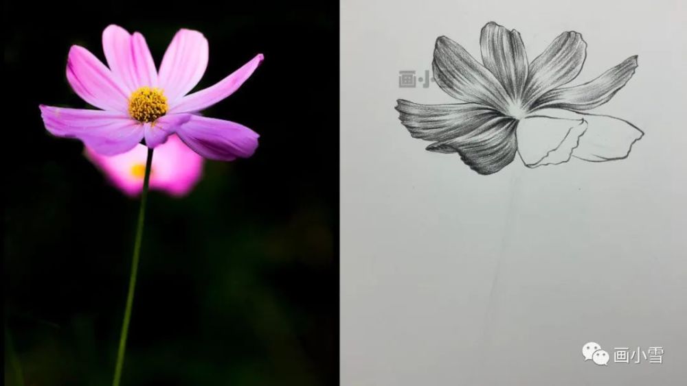 雾霾|一朵美丽的波斯菊 画出好心情！