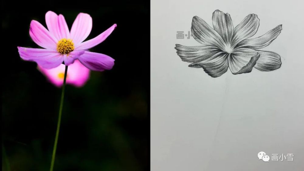 雾霾|一朵美丽的波斯菊 画出好心情！