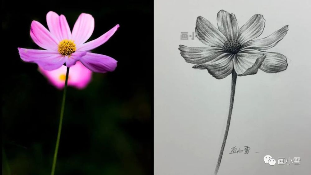 雾霾|一朵美丽的波斯菊 画出好心情！