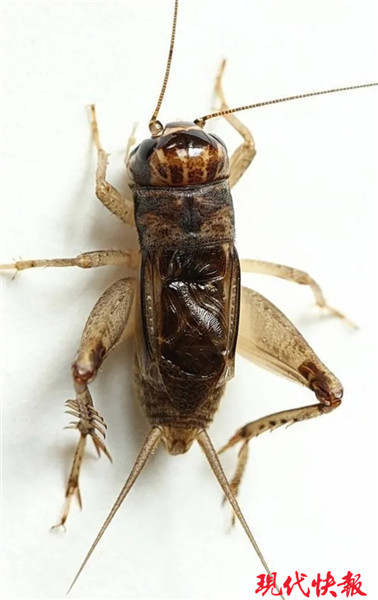 三百壮士血战擂台主角不是拳手是蛐蛐儿