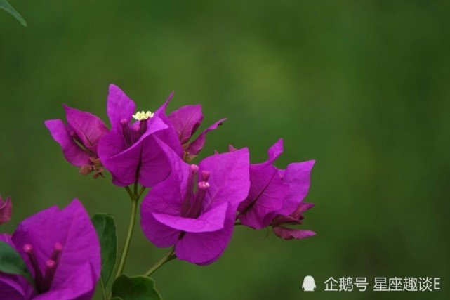 9月28日星座运势霸气回归 谋有所成的四大星座 狮子座 天蝎座 星座运势 星座 双子座 摩羯座