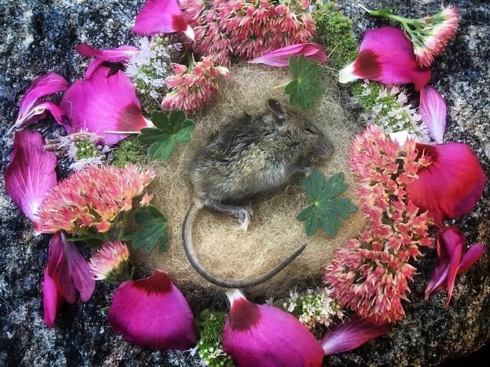 田鼠|每一只死去的动物都应有一个花环