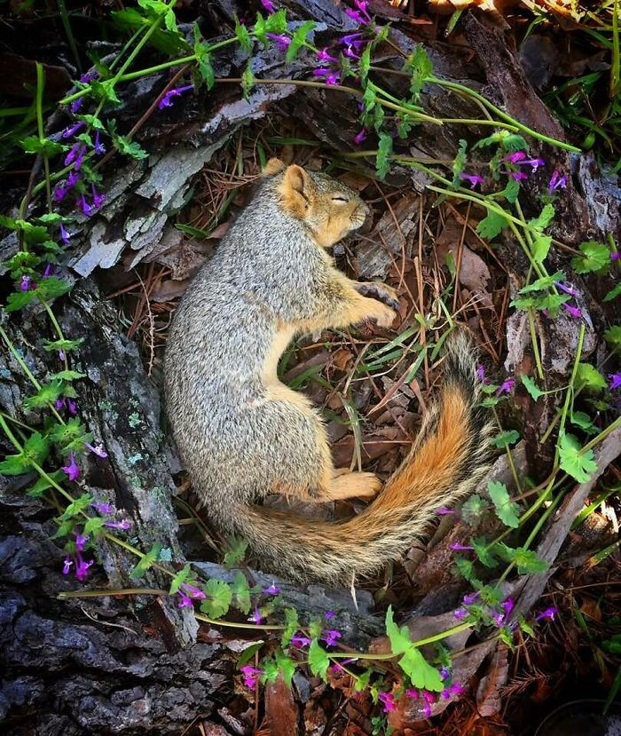 田鼠|每一只死去的动物都应有一个花环
