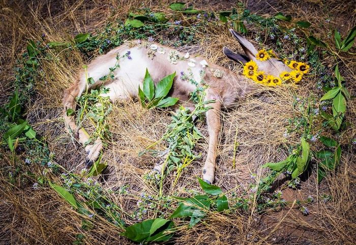 田鼠|每一只死去的动物都应有一个花环