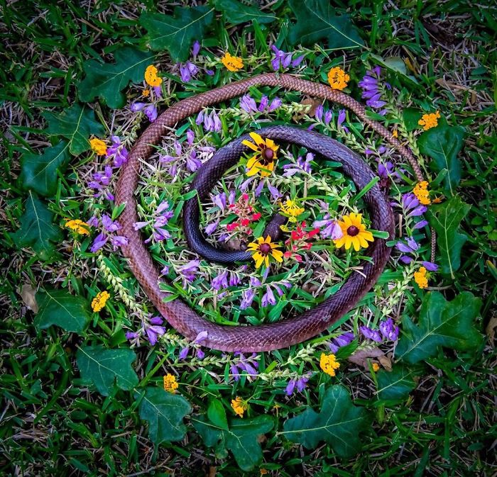 田鼠|每一只死去的动物都应有一个花环