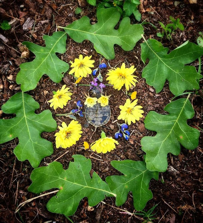 田鼠|每一只死去的动物都应有一个花环