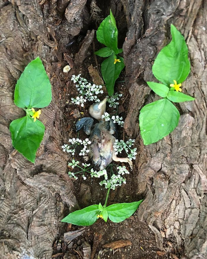 田鼠|每一只死去的动物都应有一个花环