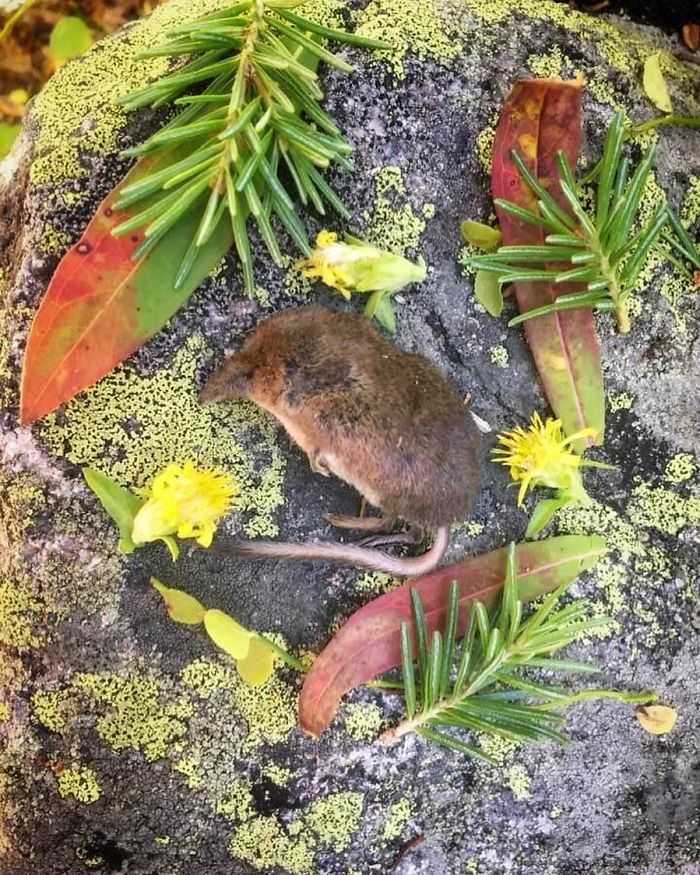 田鼠|每一只死去的动物都应有一个花环