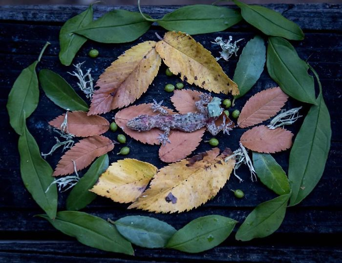 田鼠|每一只死去的动物都应有一个花环